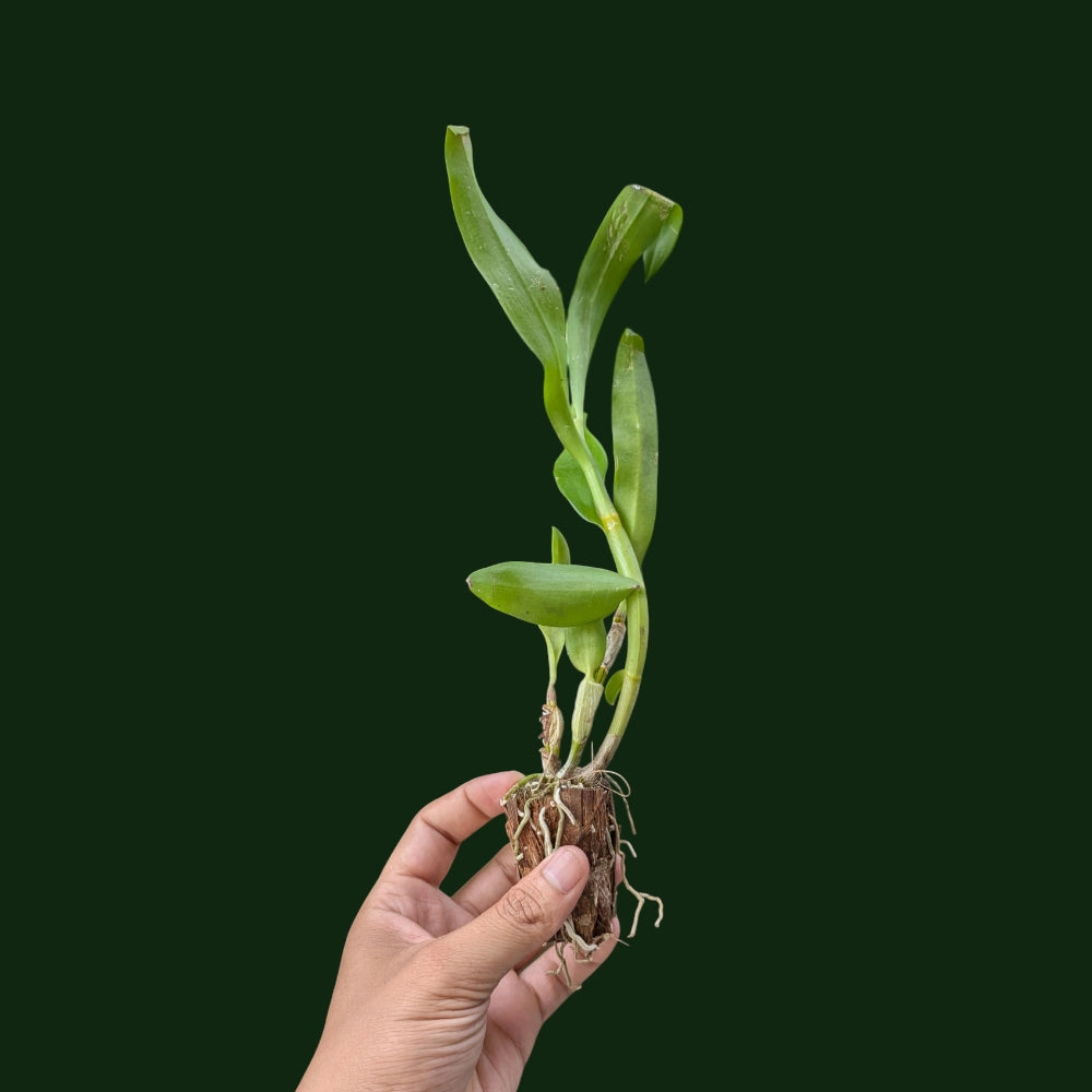 Dendrobium Caesar Chaid