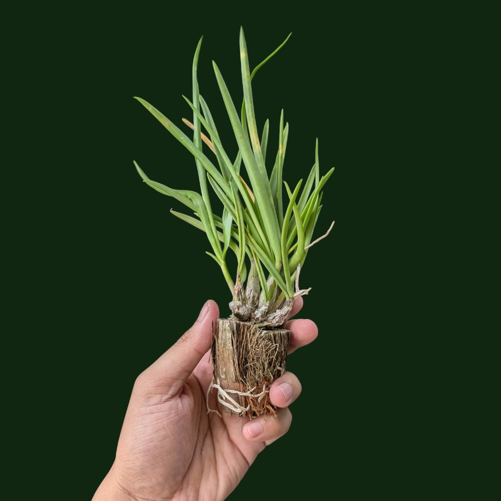 Dendrobium Caesar Yellow Strip