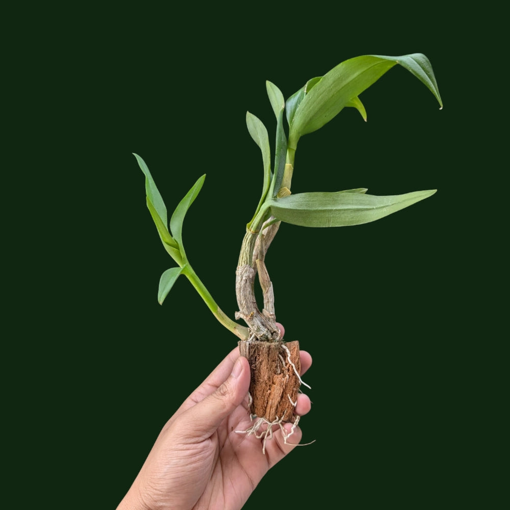 Dendrobium King Dragon (White/Green)