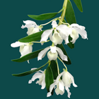 Dendrobium 'Nobile Alba' Mature Plant - Orchid - Soiled