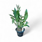 Dendrobium 'Nobile Alba' Mature Plant - Orchid - Soiled