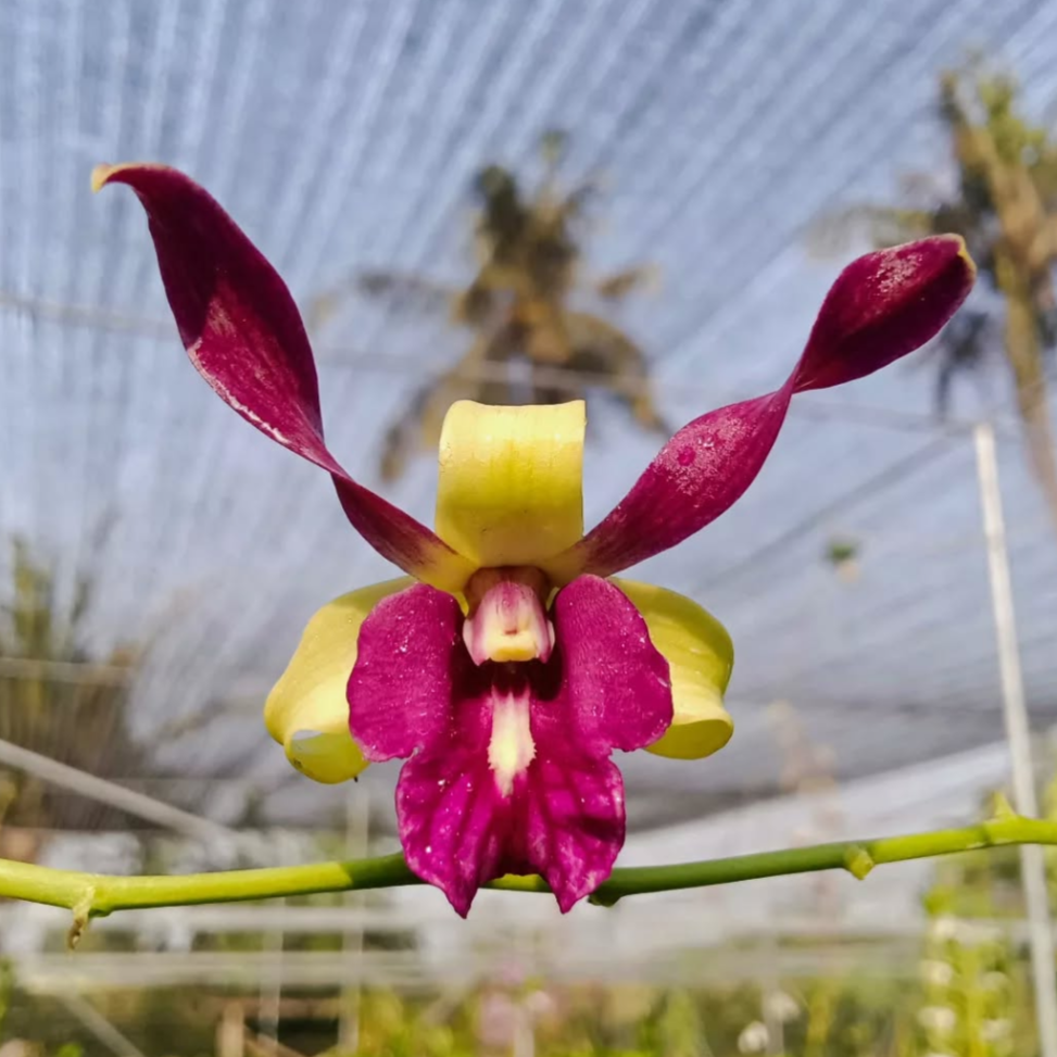 Dendrobium Vietnam Twist