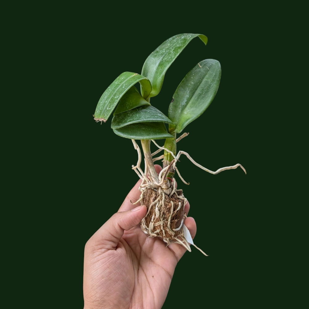 Dendrobium Vietnam Twist