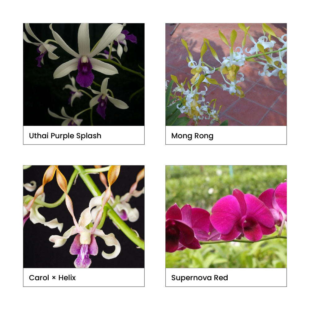 Four images of different orchid varieties with labels below each.