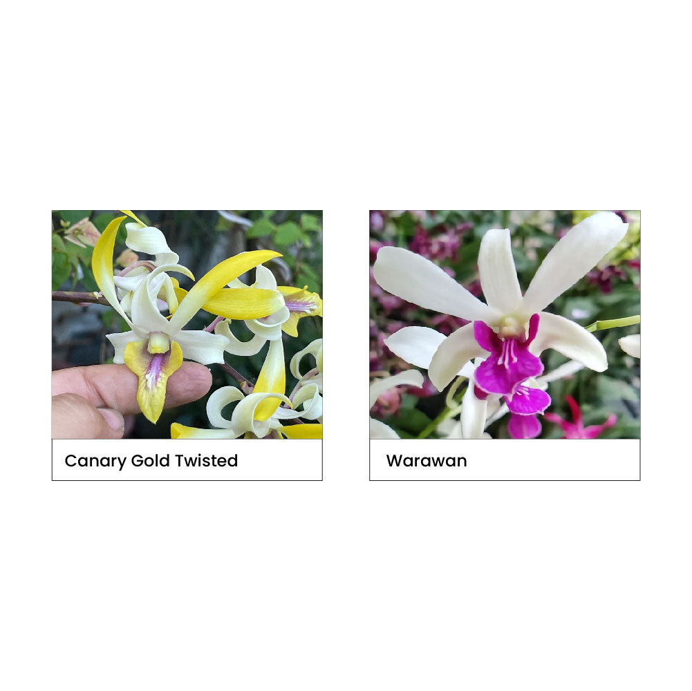 Two images of orchids labeled 'Canary Gold Twisted' and 'Warawan' on a white background.
