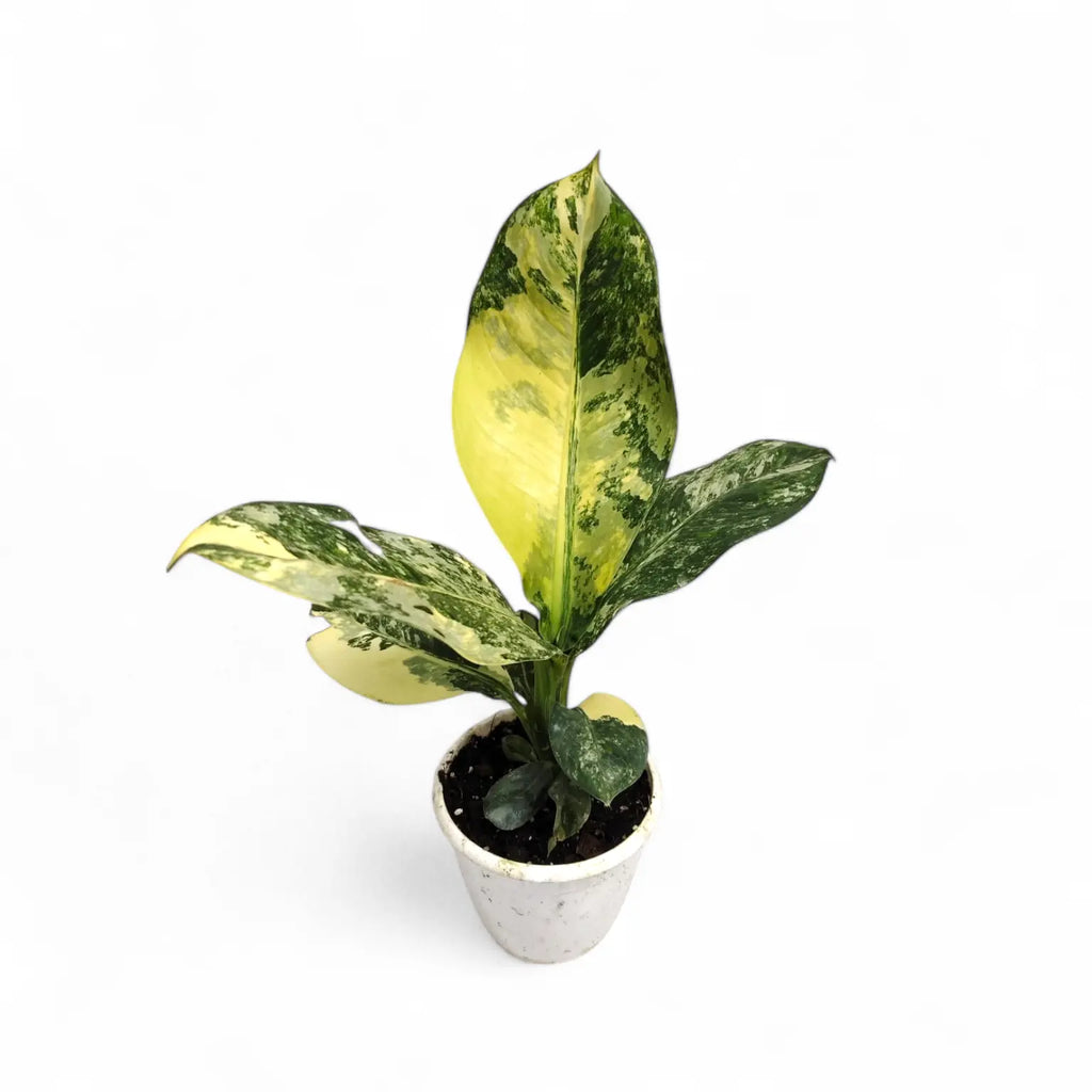 big ben dieffenbachia Dieffenbachia Big Ben Variegated – Soiled