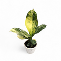 Dieffenbachia Big Ben Variegated - Dieffenbachia - Soiled