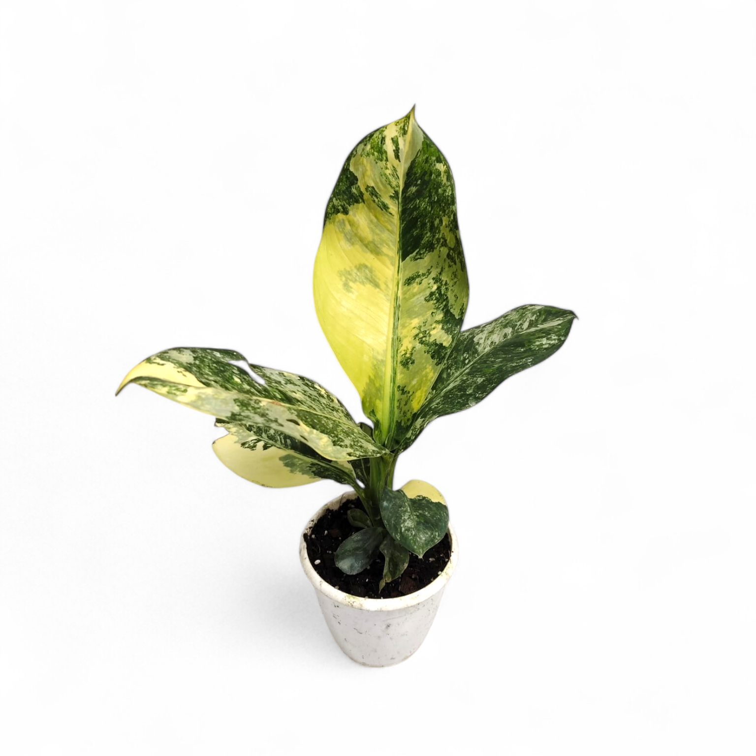 Dieffenbachia Big Ben Variegated - Dieffenbachia - Soiled