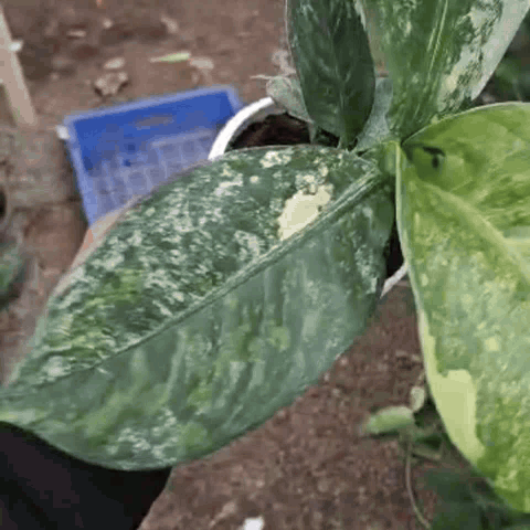 Dieffenbachia Big Ben Variegated - Dieffenbachia - Soiled