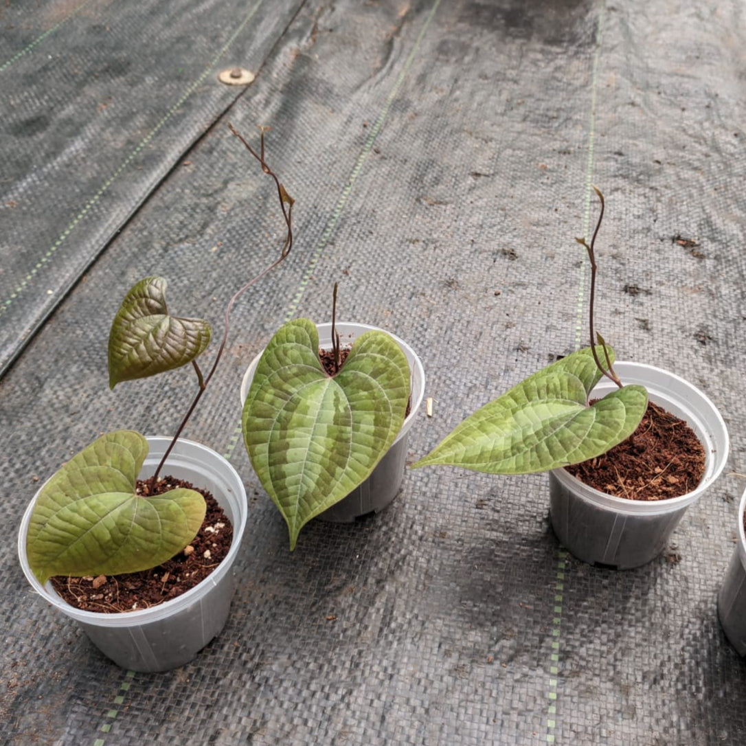 Dioscorea Discolor plant size