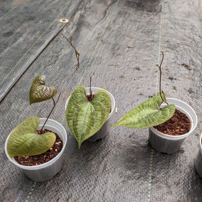 Dioscorea Discolor plant size