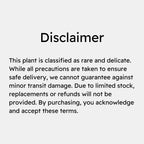 Cissus Discolor (Rex Begonia Vine) - Climber | Soiled