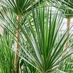 A close-up photo of Dracaena draco palm leaves.