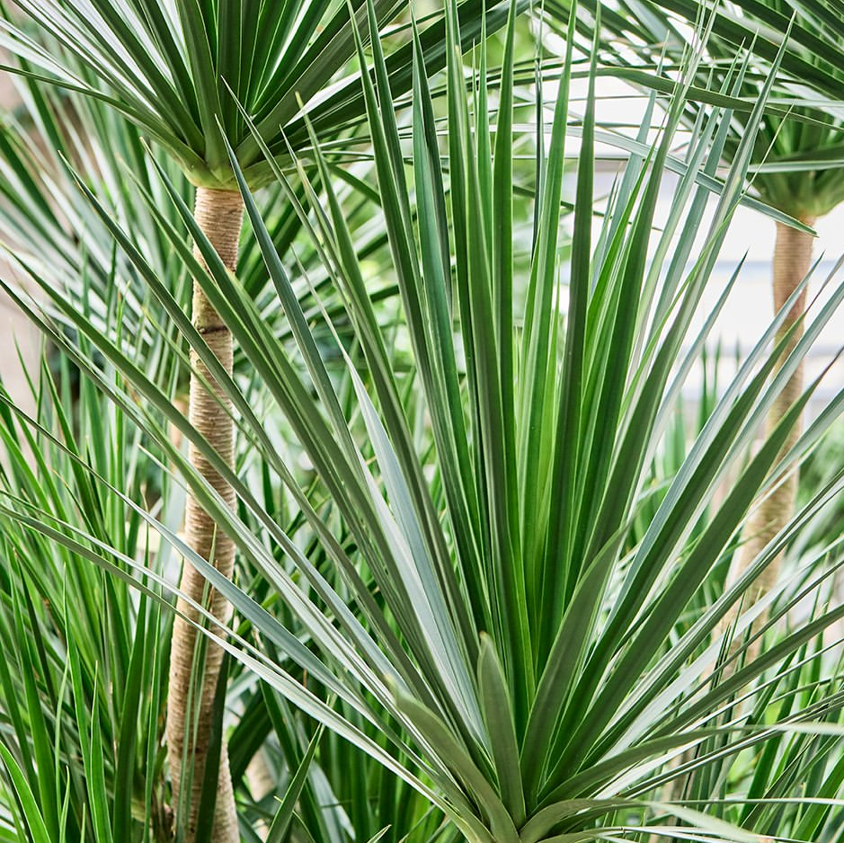 A close-up photo of Dracaena draco palm leaves.
