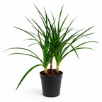 Dracaena Draco (Triple-Shooted Dragon Tree)