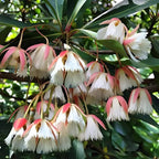 Elaeocarpus Grandiflorus (Lily of the Valley Tree) - Flowering Plant - Soiled