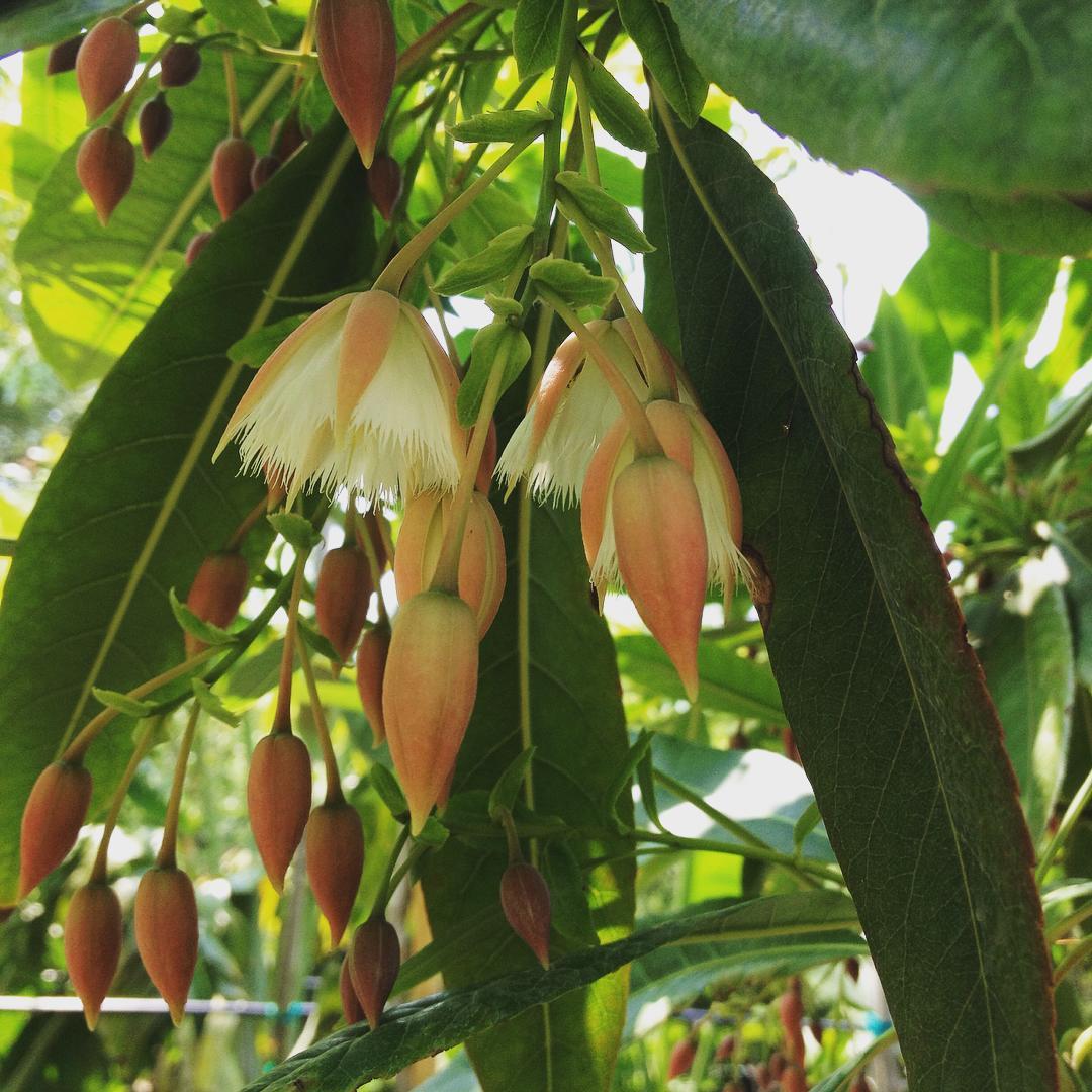 Elaeocarpus Grandiflorus (Lily of the Valley Tree) flower closeup
