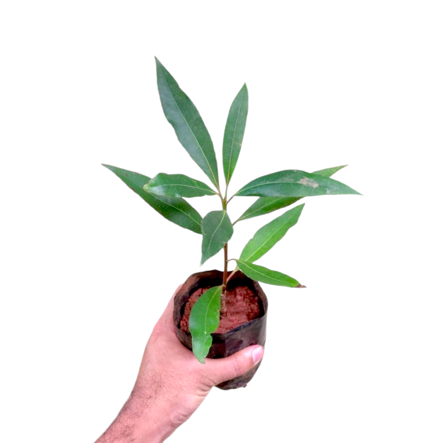 Elaeocarpus Grandiflorus (Lily of the Valley Tree) plant size