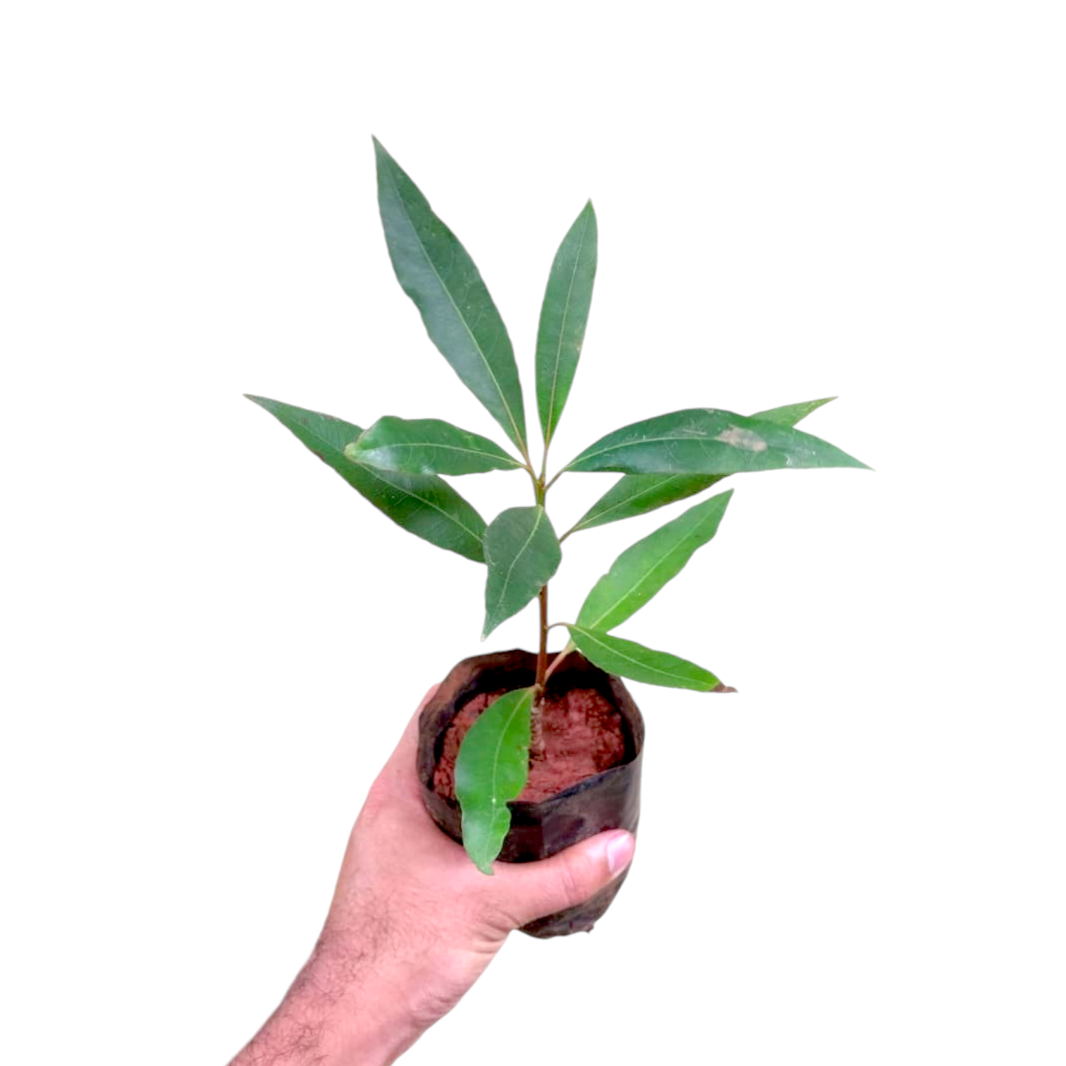 Elaeocarpus Grandiflorus (Lily of the Valley Tree) plant size