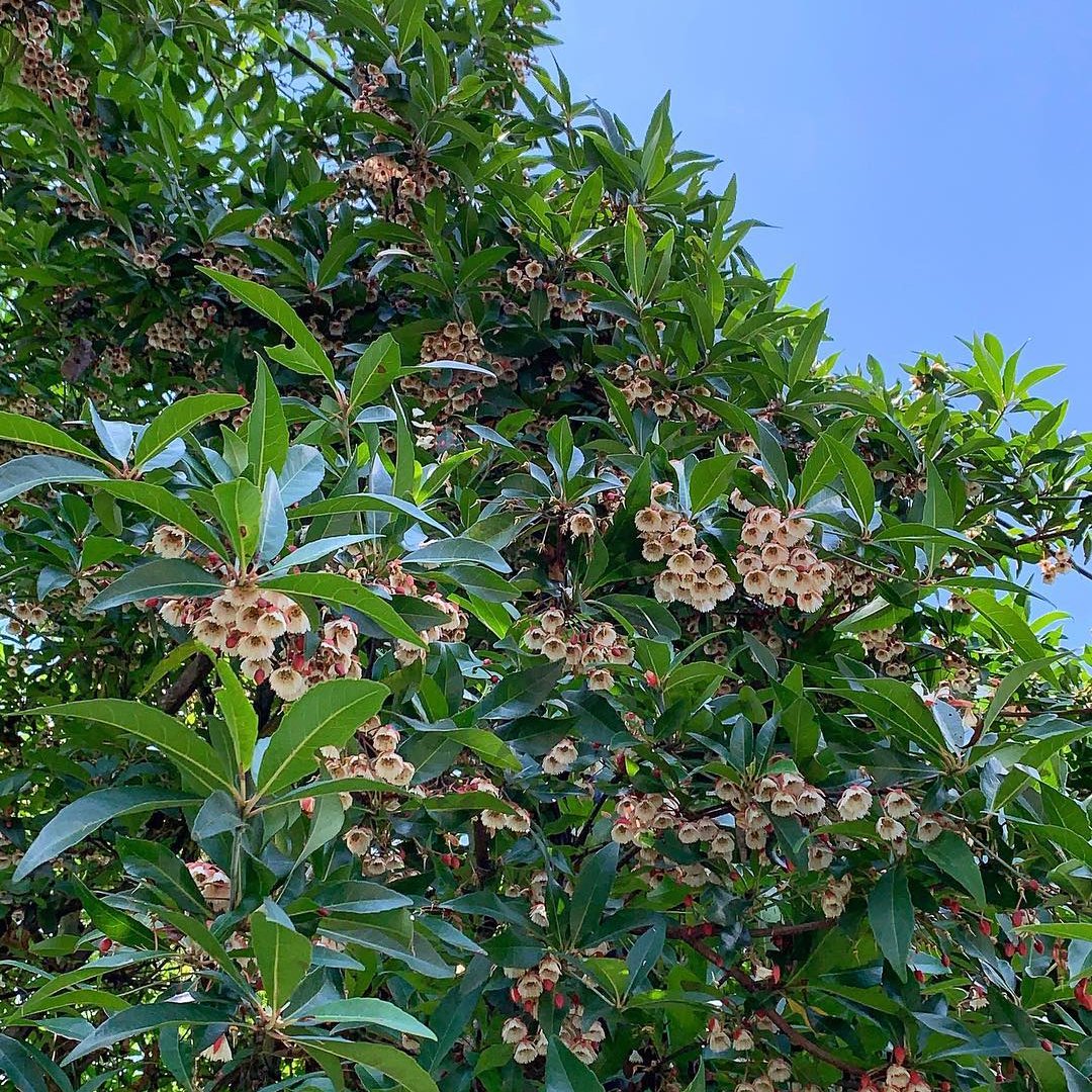 Elaeocarpus Grandiflorus (Lily of the Valley Tree) tree