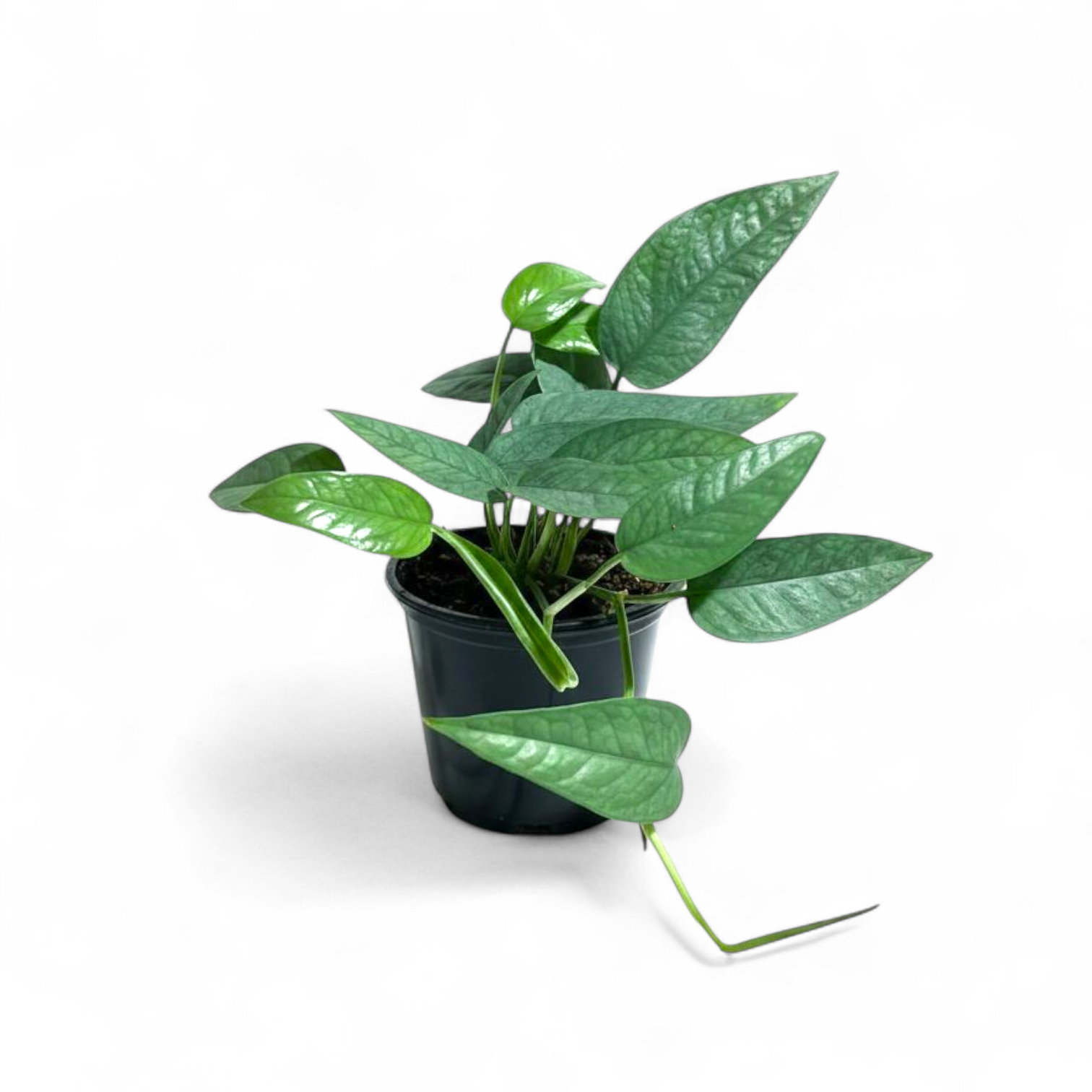 Potted green Epipremnum Pinnatum 'Cebu Blue' (Cebu Blue Pothos) plant on a white background