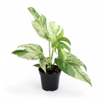 Potted Epipremnum Pinnatum 'Marble' plant with green and white leaves on a white background