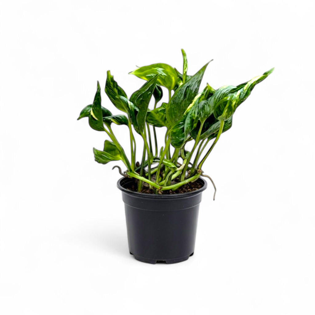 Potted Epipremnum 'Shangri La' plant on a white background