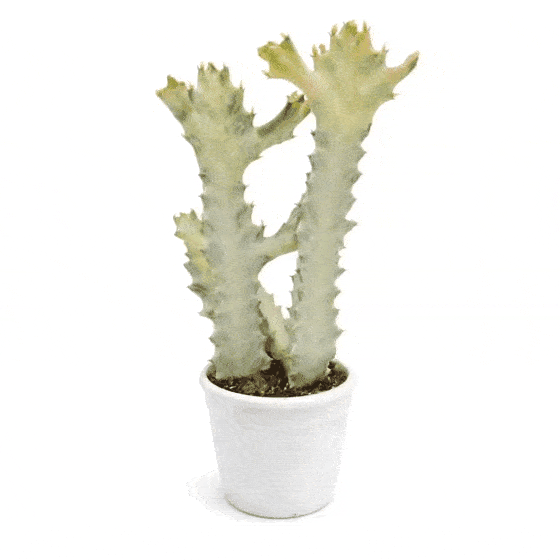 Euphorbia Lactea 'White Ghost'