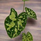 Alocasia 'Hilo Beauty' - Alocasia - Soiled