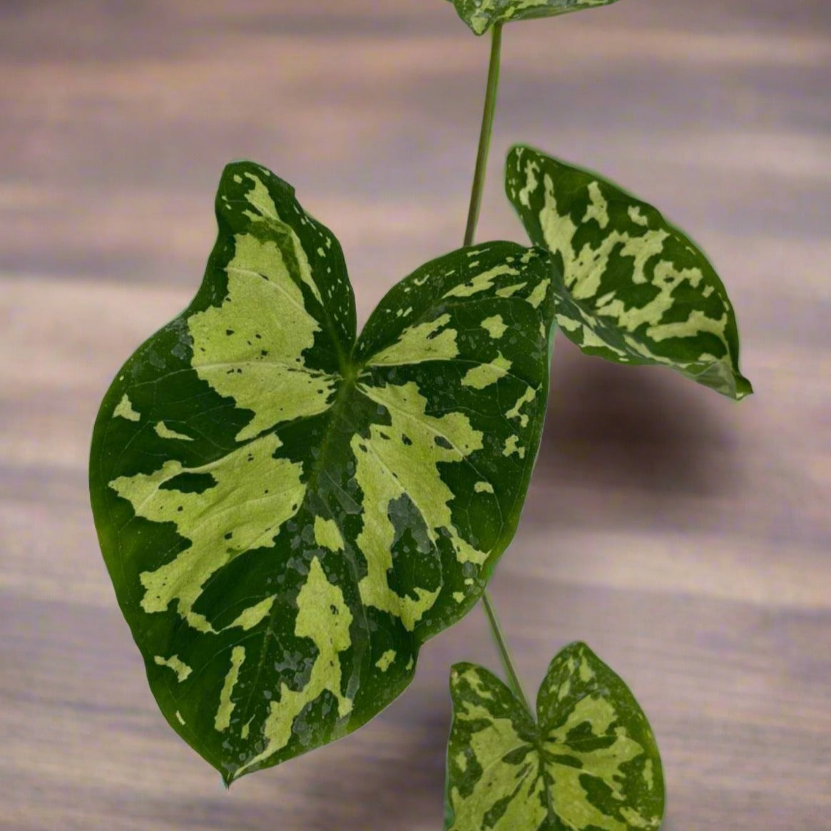 Alocasia 'Hilo Beauty' - Alocasia - Soiled