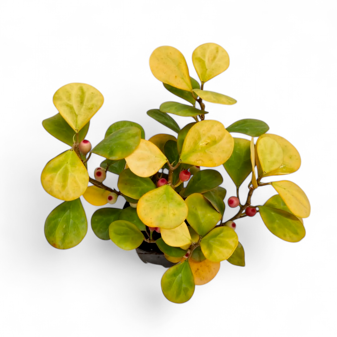 Ficus Deltoidei Golden (Mistletoe Fig Gold) | Soiled