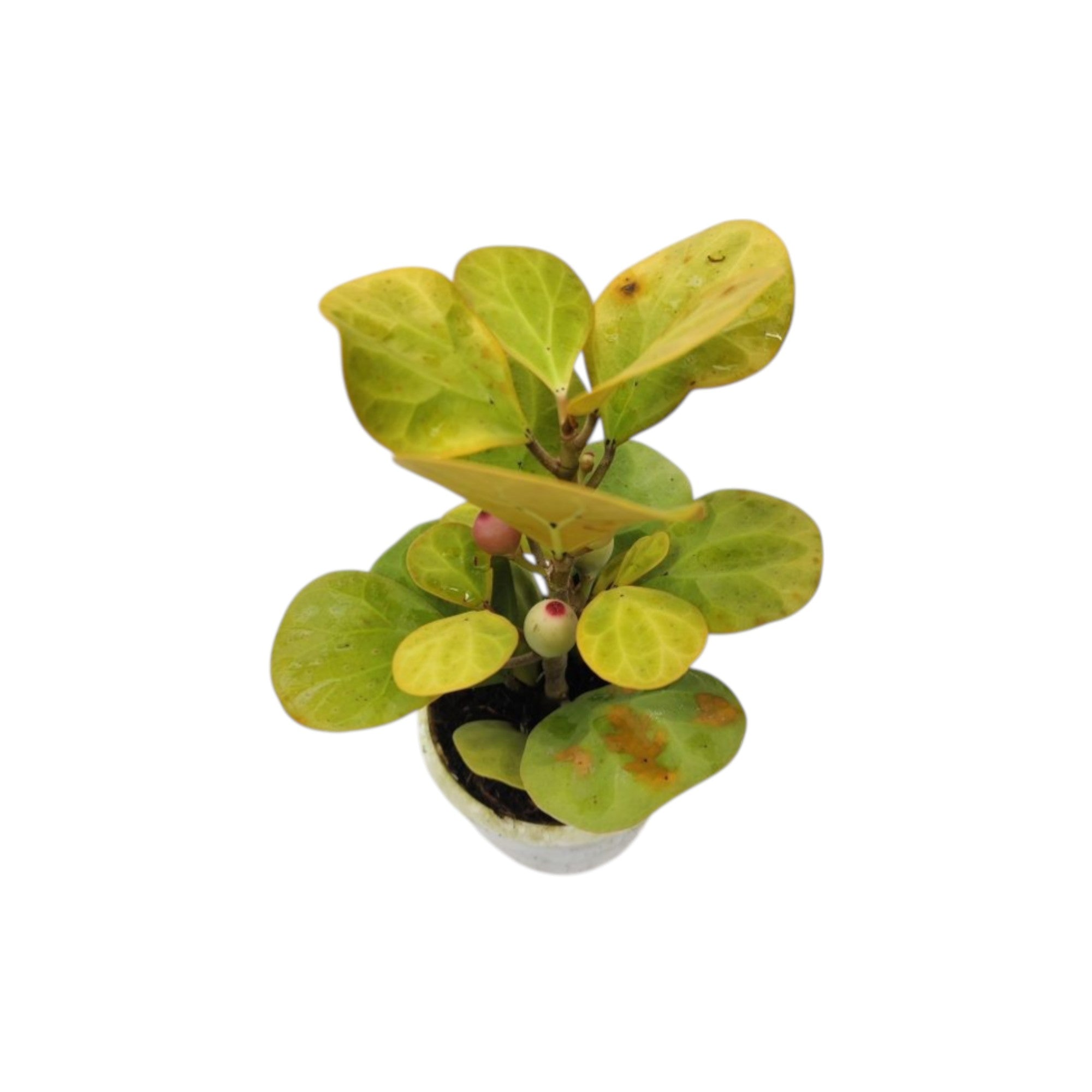 Potted Ficus Deltoidei Golden (Mistletoe Fig Gold) plant with green leaves on a white background