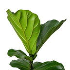 Ficus Lyrata (Fiddle Leaf Fig) - Ficus - Soiled