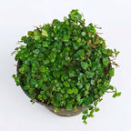 Potted green plant on a white background