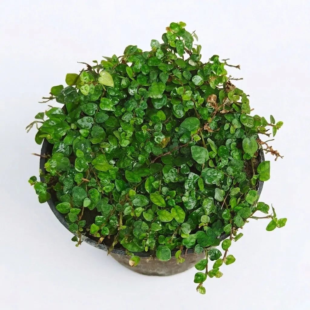 Potted green plant on a white background
