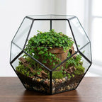 Geometric glass terrarium with Ficus Pumila 'Minima' (Mini Creeping Fig) plants on a wooden surface
