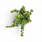 Ficus Pumila ‘Variegated’ - Ficus - Soiled