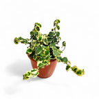 Ficus Pumila ‘Variegated’ - Ficus - Soiled
