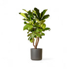 Ficus Lyrata (Fiddle Leaf Fig) - Ficus - Soiled