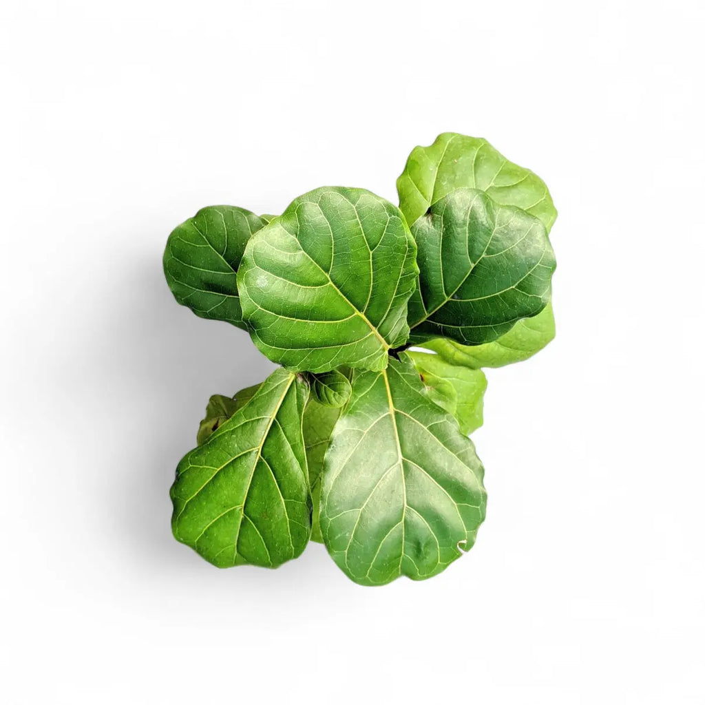fiddle leaf fig tree india Ficus Lyrata (Fiddle Leaf Fig)