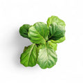 Ficus Lyrata (Fiddle Leaf Fig) - Ficus - Soiled