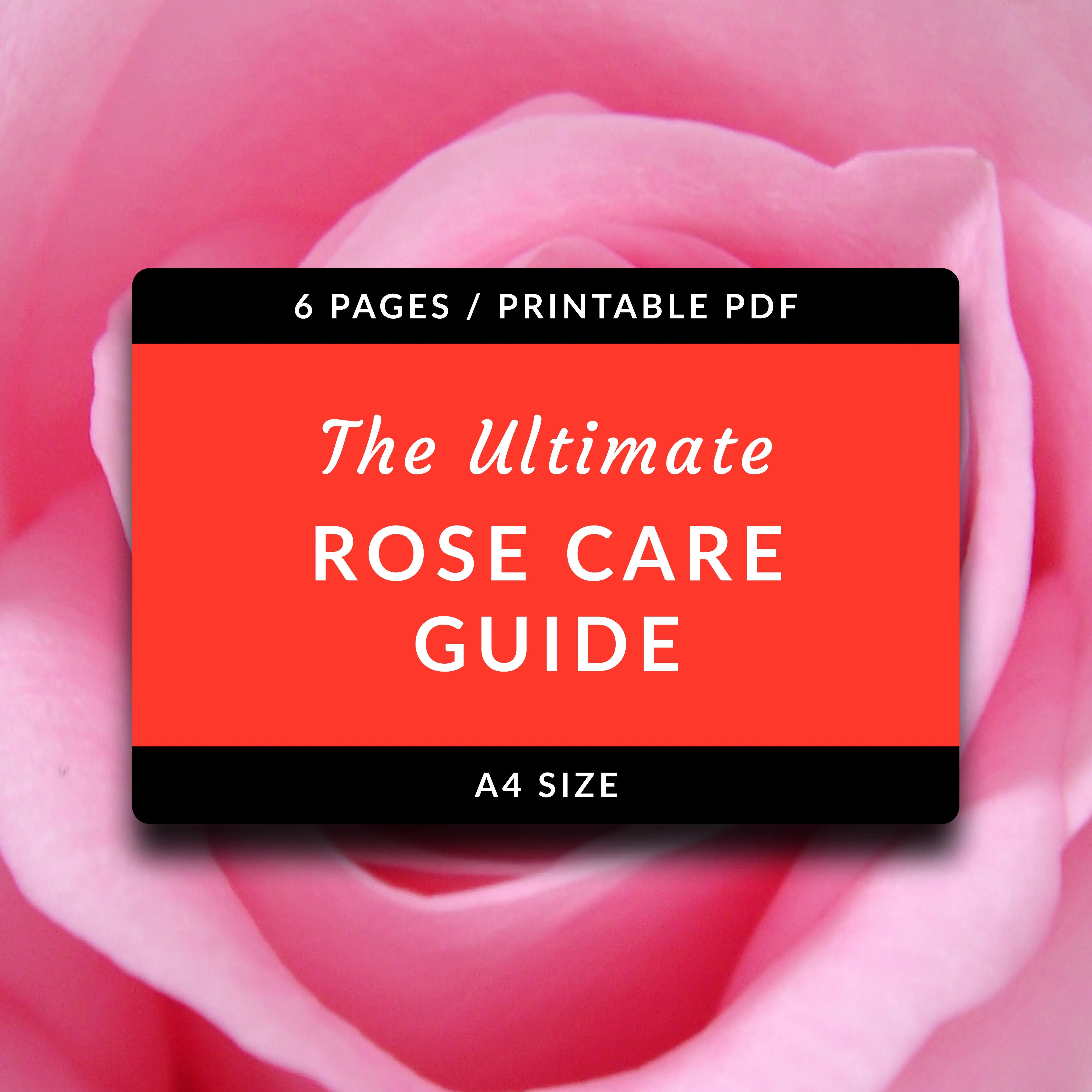 Rose Questionnaire.pdf Petals & Wisdon, Ultimate Rose care Guide for Indian Climate (Printable ...