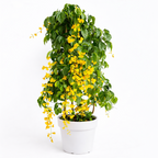 Potted Golden Cascade Creeper (Stigmaphyllon Ciliatum) plant with yellow flowers and green leaves on a white background
