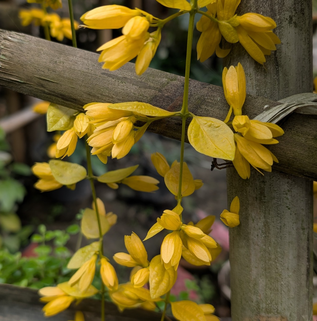 Yellow Golden Cascade Creeper (Stigmaphyllon Ciliatum) flowers hanging from a wooden structure