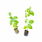 Two potted Golden Cascade Creeper (Stigmaphyllon Ciliatum) plants on a white background