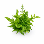 Green Golden Zebra Fern plant on a white background