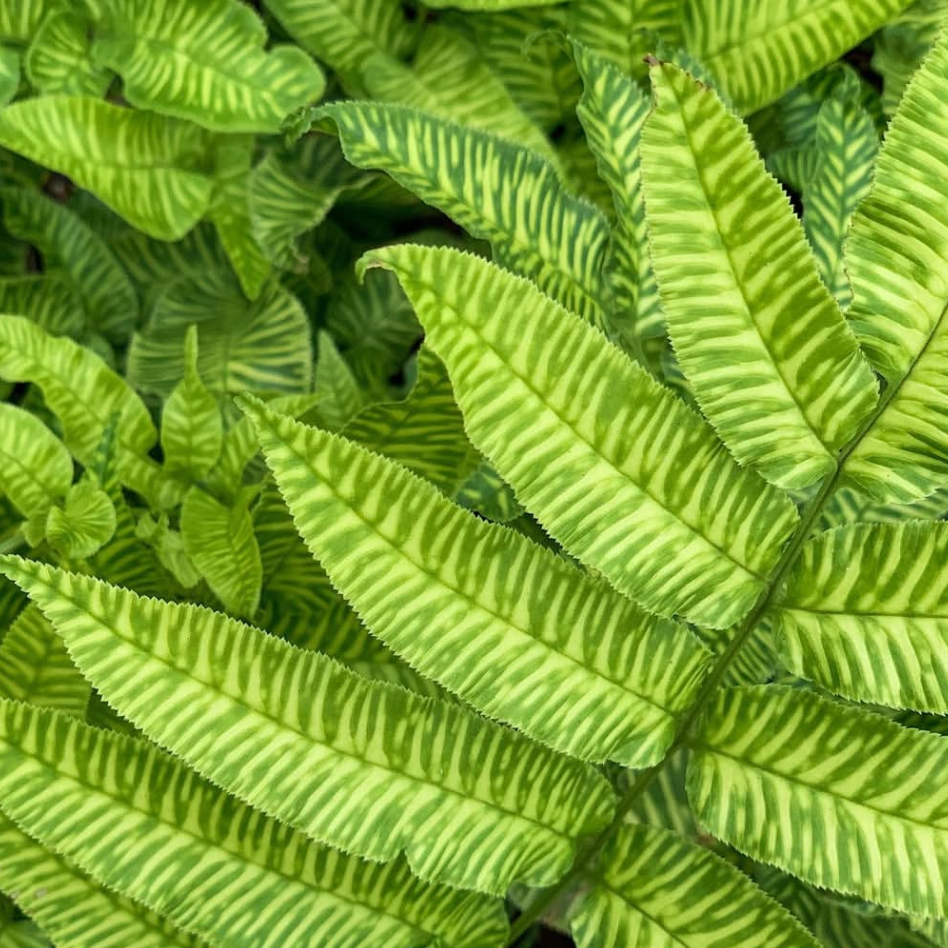 Close-up of Golden Zebra Fern with a blurred background