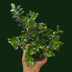 Goldfish Plant (Nematanthus Tropicana) - Flowering Plant - Soiled