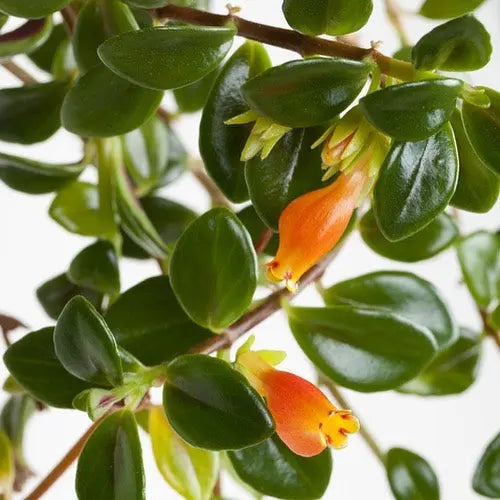 Goldfish Plant (Nematanthus Gregarius) - Flowering Plant - Soiled