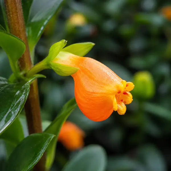 Goldfish Plant (Nematanthus Gregarius)